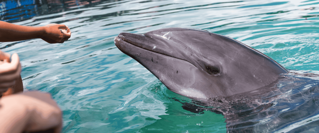 Dolphin feeding