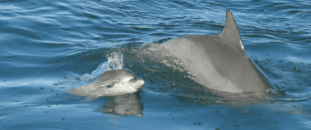 two dolphins