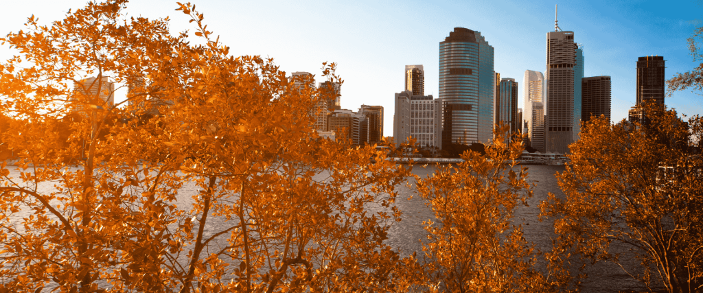 Autumn Leaves in Brisbane