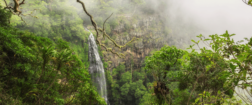 Gondwana Rainforest and waterfall