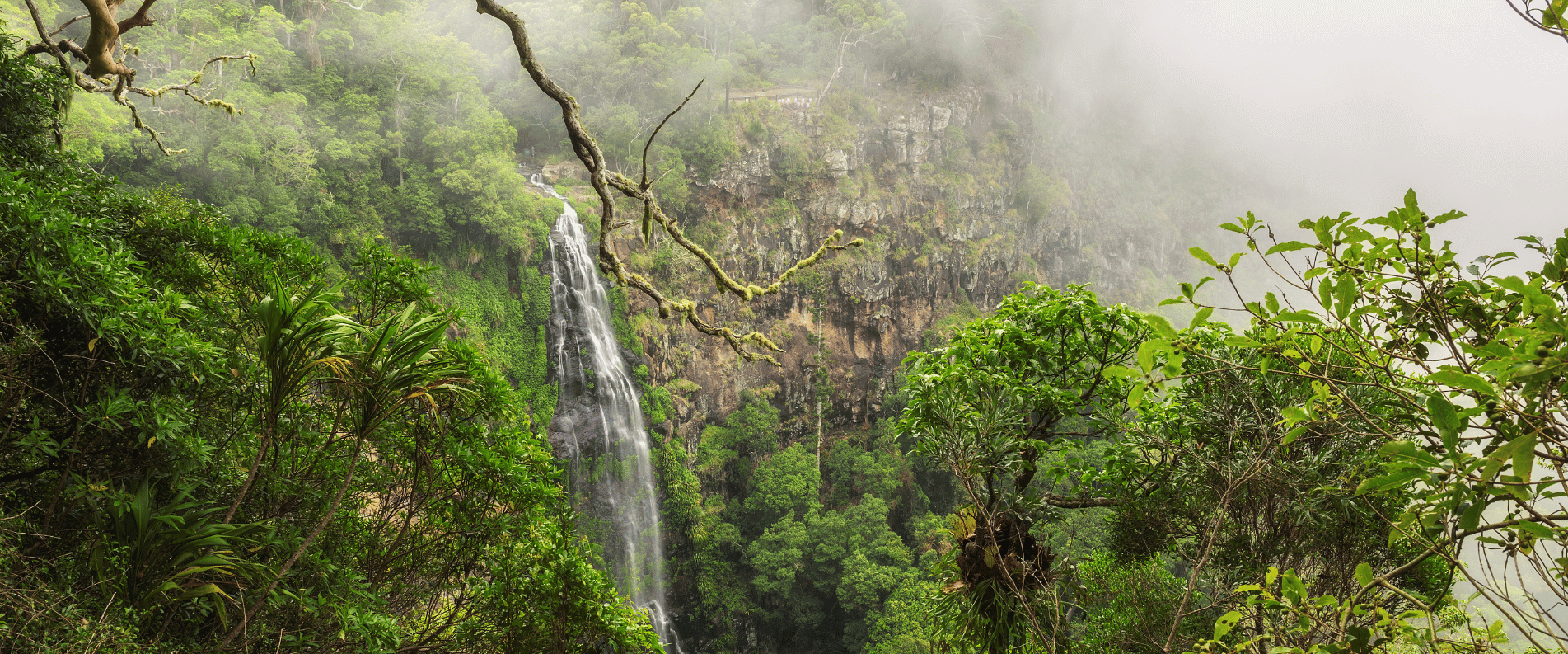 Gondwana Rainforest and waterfall