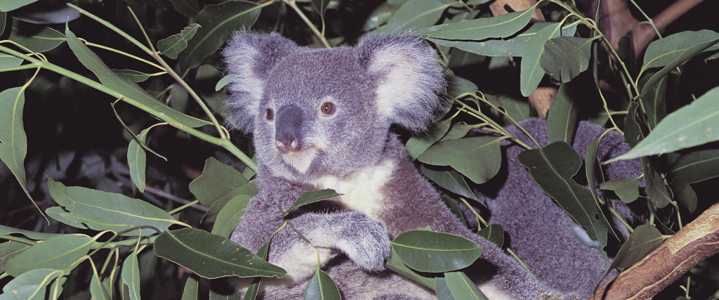 Koala at Lone Pine Koala Sanctuary