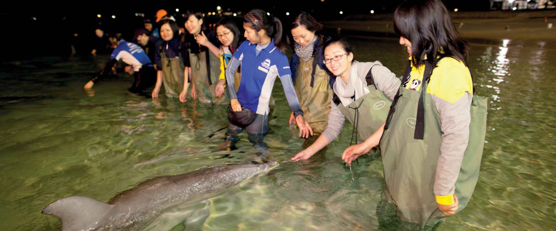 Dolphin feeding on Moreton Island