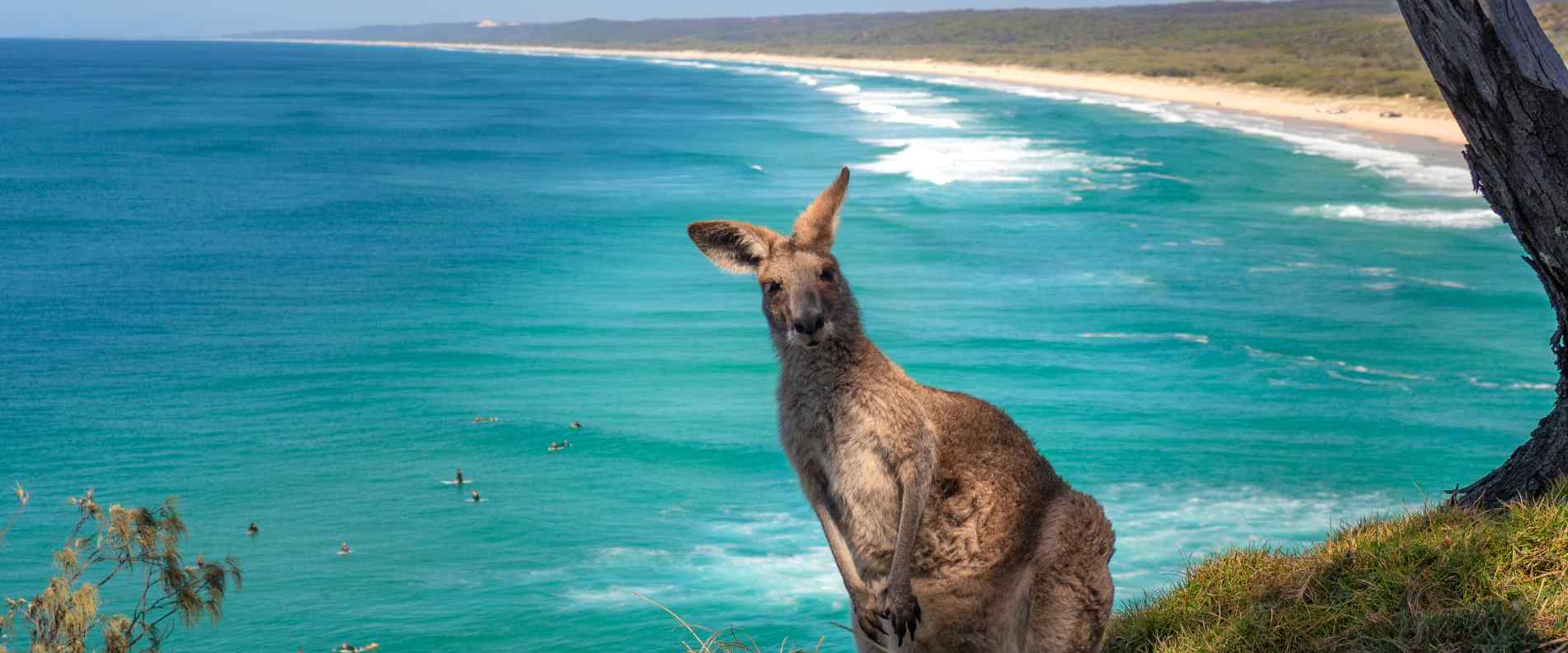 Kangaroo looking at camera near beach
