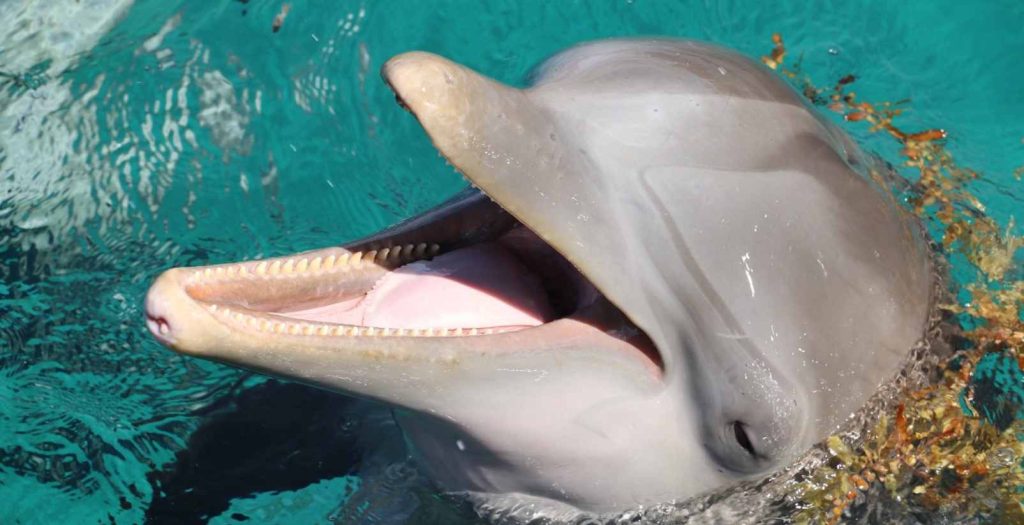 Dolphin