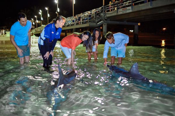 Dolphin feeding at Tangalooma