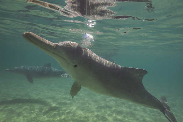 Dolphins