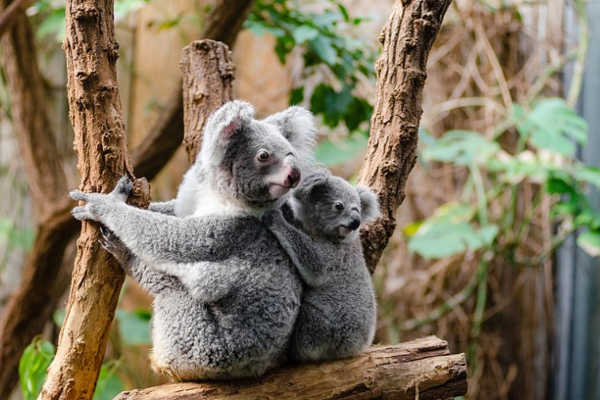 Lone Pine Koala Sanctuary