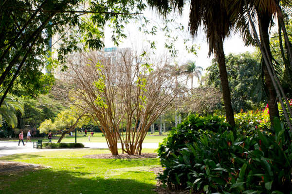 Brisbane Botanic Gardens