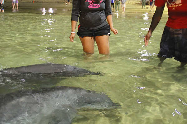 Moreton Island Dolphin Feeding