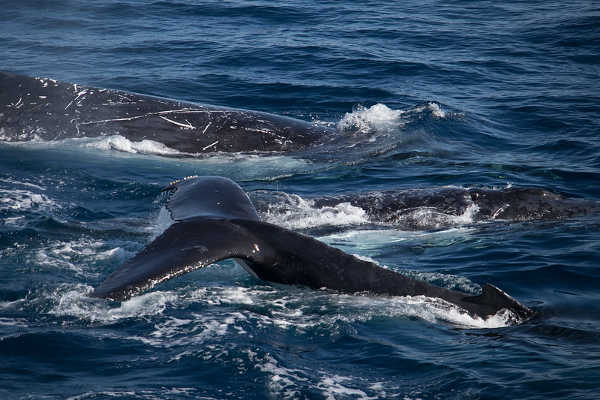Moreton Island Whale Watching