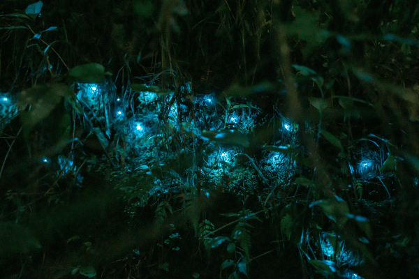 Glowworms in a cave