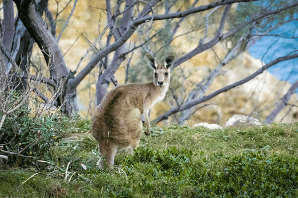 Kangaroo on Stradbroke Island in Queensland 