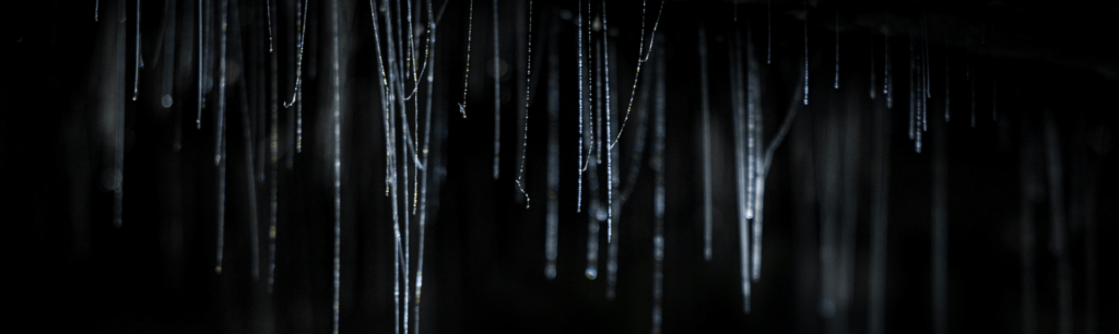 Glowworms in a cave